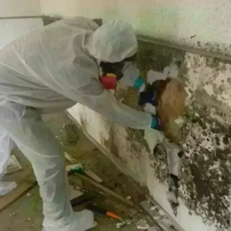 Mold Remediation and Removal in Johnston County, OK